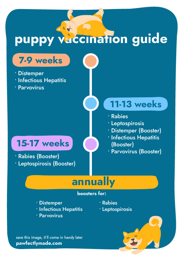 puppy vaccination guide| Pawfectly Made